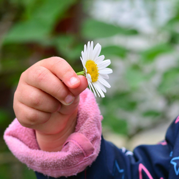 Fachausschuss Kinderliturgie / © congerdesign/pixabay.com Kinderhand mit Gänseblümchen