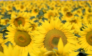 Sonnenblumenfeld. © GarborfromHungary/morguefile.com