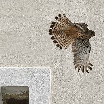 Turmfalken