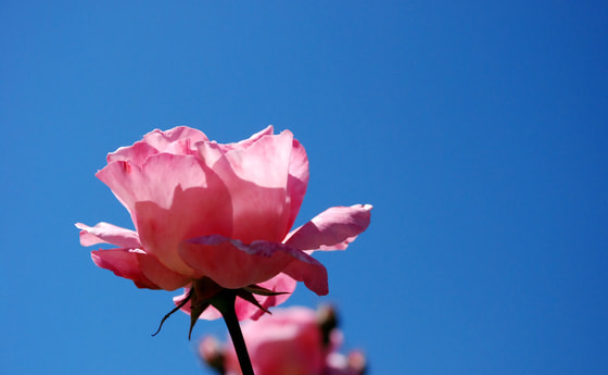 Rose vor blauem Himmel.