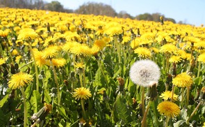Blumenwiese